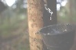 Myanmar mở cửa ngành cao su, hạt giống